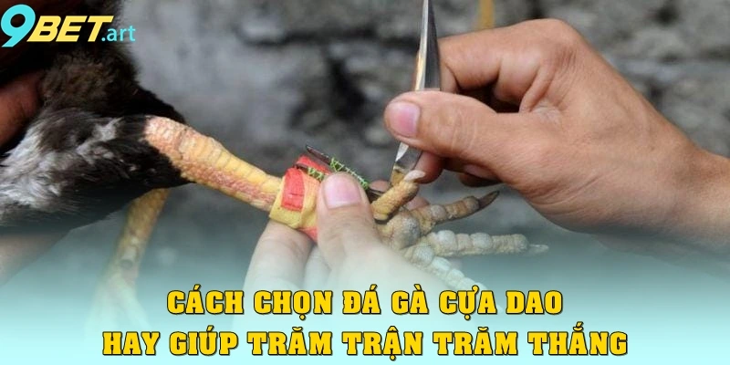 Khám Phá Đá Gà Cựa Dao: Đặc Điểm, Luật Và Cách Thức Tham Gia Cách chọn đá gà cựa dao hay giúp trăm trận trăm thắng