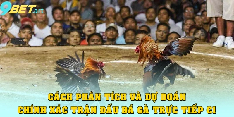 Đá Gà Trực Tiếp C1: Hấp Dẫn Đỉnh Cao, Trận Đấu Đầy Kịch Tính Cách phân tích và dự đoán chính xác trận đấu Đá gà trực tiếp C1