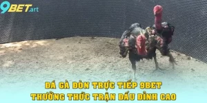 Đá Gà Đòn Trực Tiếp 9bet – Thưởng Thức Trận Đấu Đỉnh Cao