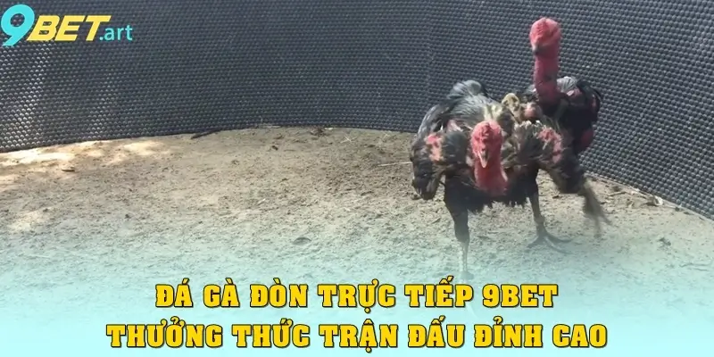 Đá Gà Đòn Trực Tiếp 9bet – Thưởng Thức Trận Đấu Đỉnh Cao