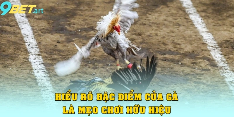 Hiểu rõ đặc điểm của gà là mẹo chơi hữu hiệu