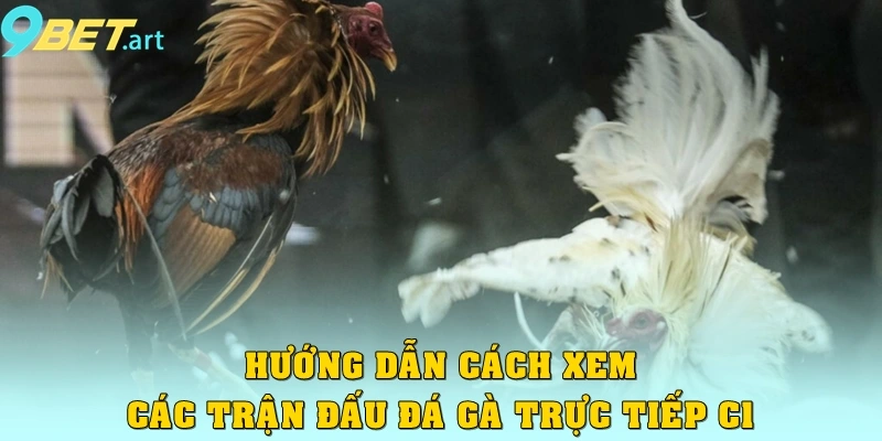 Đá Gà Trực Tiếp C1: Hấp Dẫn Đỉnh Cao, Trận Đấu Đầy Kịch Tính Hướng dẫn cách xem các trận đấu Đá gà trực tiếp C1