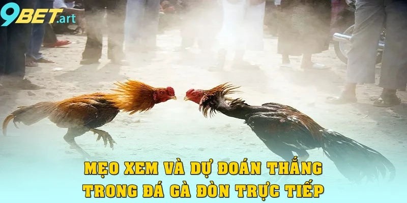 Đá Gà Đòn Trực Tiếp 9bet – Thưởng Thức Trận Đấu Đỉnh Cao Mẹo xem và dự đoán thắng trong đá gà đòn trực tiếp
