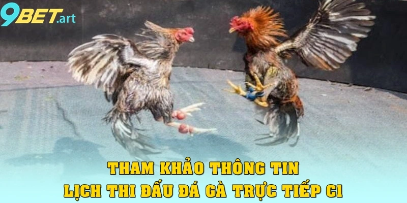 Đá Gà Trực Tiếp C1: Hấp Dẫn Đỉnh Cao, Trận Đấu Đầy Kịch Tính Tham khảo thông tin lịch thi đấu từng trận Đá gà trực tiếp C1